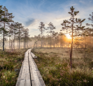 Holzsteg durch Moorlandschaft im Sonnenaufgang in Finnland.