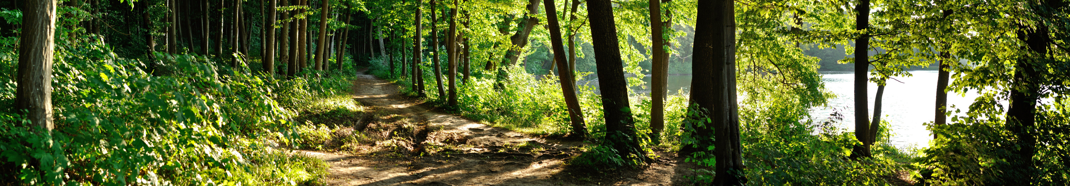 Holpriger Wanderweg inmitten eines Waldes