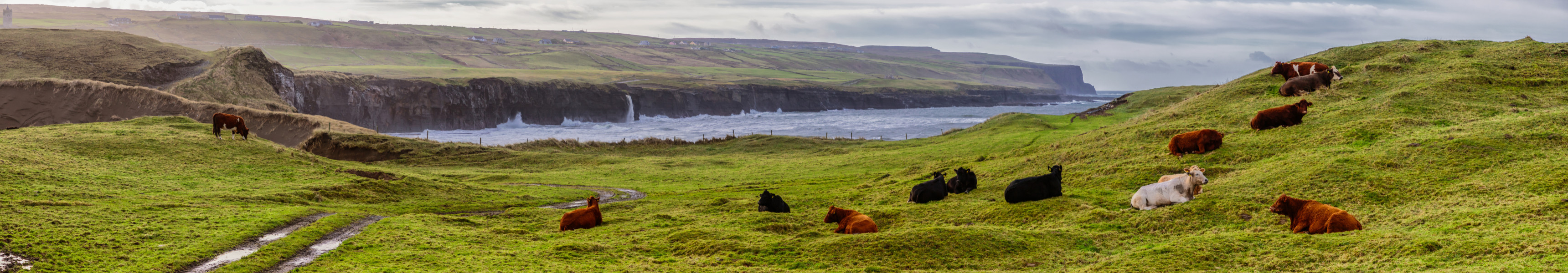 K&uuml;he auf einer Wiese an den Ciffs of Moher in Irland