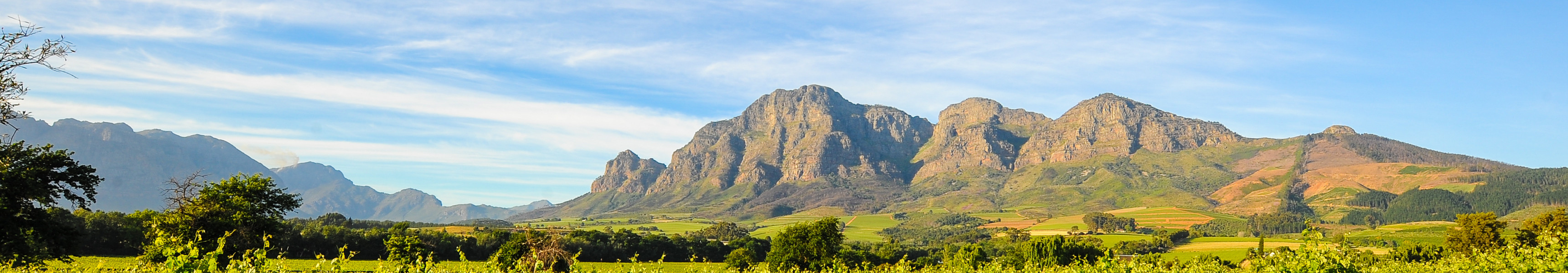 Weinfelder in Südafrika mit Blick auf das Bergpanorama der Cape Winelands