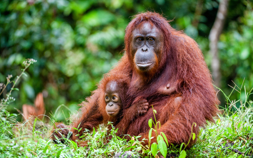 Ein Orang-Utan-Weibchen mit einem Jungen in einem natürlichen Lebensraum. Borneo-Orang-Utan (Pongo pygmaeus)