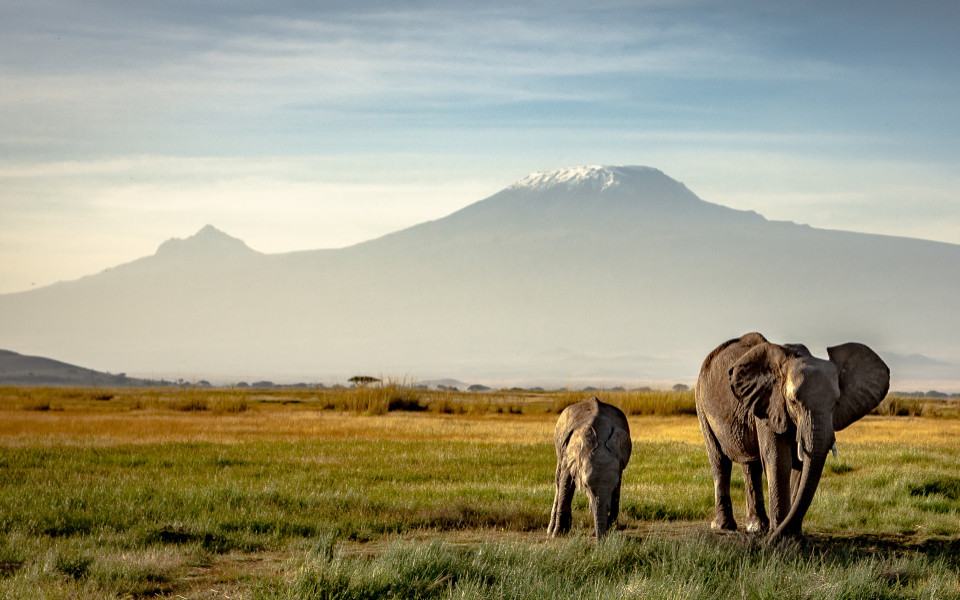 Elefanten auf einer weiten Savanne in Kenia mit dem Kilimandscharo im Hintergrund.