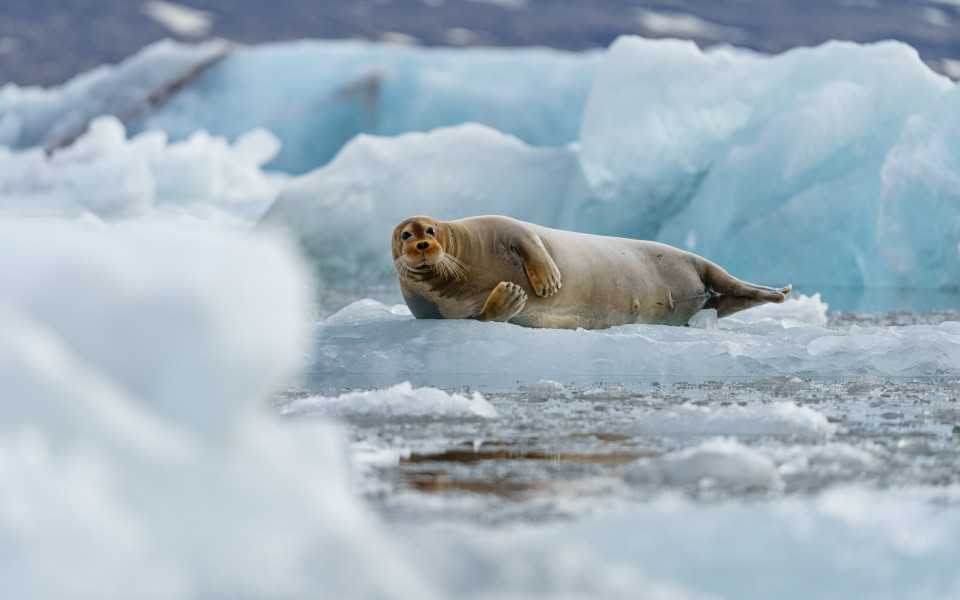 Robbe liegt auf einem Eisbrocken in Spitzbergen