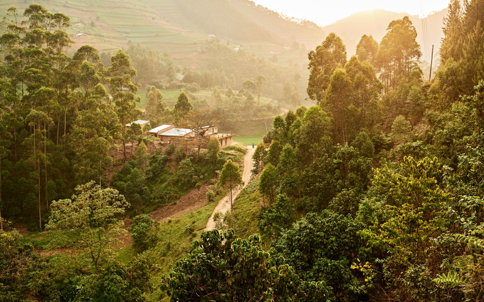 Sonnenuntergang im Bwindi Impenetrable Nationalpark, Uganda